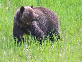 Grizzly bears, Ursus arctos, may weigh up to 520 kilograms They are called grizzly because of the white-tipped guard hairs most acquire as they age. With luck, a grizzly bear may live to over 20 years of age in the wild. Sheila Smith | File photo.