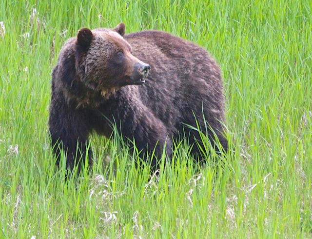 Cowboys And Grizzly Bears 