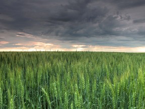 Green barley north of Picture Butte, Alberta, in August, 2010.  MIKE DREW/CALGARY SUN/QMI AGENCY