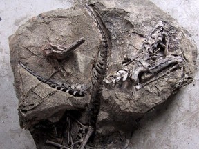 The fossil bones of a Limusaurus, probably a herbivorous theropod, were found in a Chinese dinosaur "death pit" in 2001. Between 2001 and 2005, a team explored pits in a remote area of northwest China where the remains of at least two types of previously unknown dinosaurs called theropods were found. (Photo courtesy Royal Tyrrell Museum)