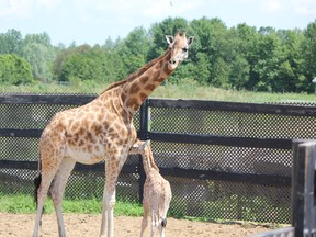 Bonnie, a four-year-old giraffe, gave birth to a baby girl on Sunday at the Parc Safari zoo. (STEPHANE WAFFO/QMI Agency)