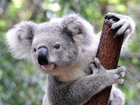 Koala bear
(Fotolia)