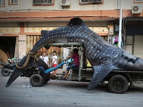 A fisherman transports a dead whale shark after it was caught in fishermen's net, in Yangzhi county, Fujian province August 1, 2014. According to local media, the whale shark is five-metre-long and weighs over 2 tonnes. Picture taken August 1, 2014. REUTERS/Stringer
