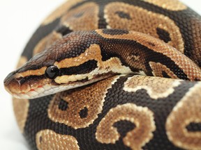 Python.

(Fotolia)