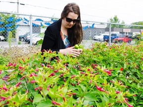 Lacy Gillott/The Intelligencer
Director assistant at Gleaners Food Bank, Kirsten Geisler, cares for the organization’s off-grid garden on Tuesday.