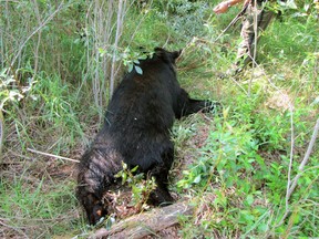 A black bear lays dead after a 60-year-old man was attacked after he had shot the bear while hunting on private party in Smoky Lake County, Alberta. Photo Courtesy/Alberta Fish & Wildlife