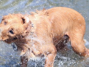 Gino Donato/The Sudbury Star
Cooper shakes off after a swim in Ramsey Lake on Tuesday morning. The forecast for the next few days calls for sunny skies and temperatures in the mid 20s into the weekend.
