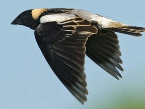 Local anti-wind activists are questioning the use of Lambton County grasslands for Suncor's Cedar Point wind farm. Grassland habitats are home to bobolinks, pictured here, and eastern meadowlarks, a pair of bird species considered 'threatened' by the Ministry of Natural Resources. FILE PHOTO