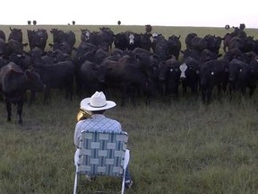 A Kansas farmer played a moo-ving rendition of Lorde’s smash hit Royals that attracted an entire herd of cows in a YouTube video.
(Screenshot from YouTube)