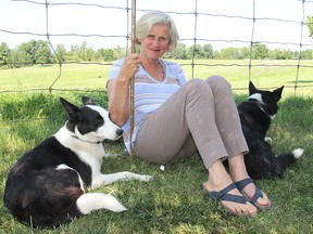 Sheepdog trials organizer Amanda Milliken sits with her dogs Dorey and Monty next to the course at Grass Creek Park where the trials will begin on Friday. WED., AUG 6, 2014 KINGSTON, ONT. MICHAEL LEA\THE WHIG STANDARD\QMI AGENCY