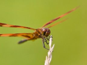 A brown spotted dragonfly sits on a stem of grass.