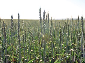 Summer heat and lack of moisture in areas is likely to lead to a mix of crop qualities this year, said Vulcan County's Director of Agricultural Services Kelly Malmberg.