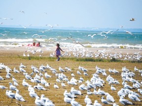 Sun worshippers, swimmers and seagulls flock to Seacliff Beach in Leamington. News last year that Heinz was closing its tomato processing plant, robbing the town of 740 jobs, was not enough to squash the fighting spirit of farmers, residents or business people. (QMI AGENCY FILE PHOTO)