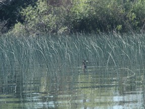 The Western Grebe was one of four species added to Alberta’s at-risk list on July 30. The bird, most commonly found in Wabamun Lake, was joined by the Athabasca Rainbow Trout, the Bull Trout and the Pygmy Whitefish in this designation. The announcement was made by Robin Campbell, minister of Environment and Sustainable Resource Development, during which Campbell added the Trumpeter Swan is now considered a species-of-concern — a less severe category, in comparison to a species-at-risk. - Karen Haynes, Reporter/Examiner