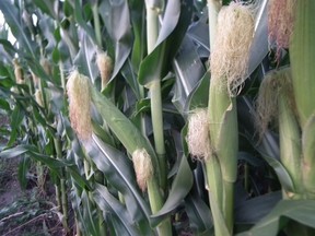 corn crop