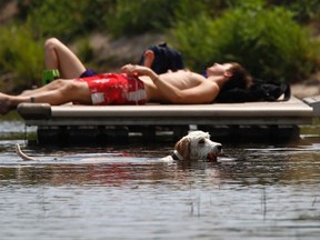 A dog fetches a ball near a couple sunbathing on a dock in Brewer Park pond in during the summer of 2012. 
REUTERS/Chris Wattie file photo