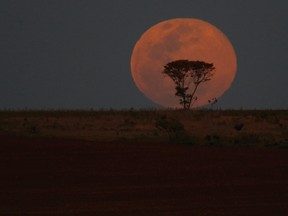 A supermoon is pictured behind a tree as it rises, in Brasilia, August 10, 2014. (REUTERS/Ueslei Marcelino)
