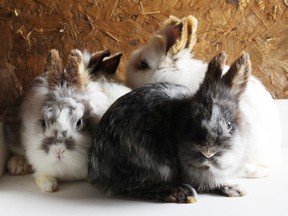 A few of the rescued does huddle together for a photo on Budny’s grooming table. (Steph Smith/Goderich Signal Star)