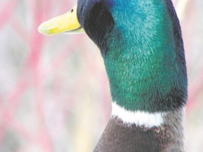 Birders will sometimes look right past mallards since they are ubiquitous. Males such as this bird are, however, among the most strikingly coloured of our avian species. (Paul Nicholson/Special to QMI Agency)