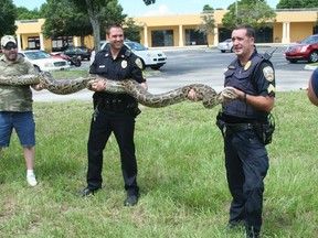 Port St. Lucie police officers display a captured 12-foot Burmese python in this August 8, 2014 handout photo provided by the Port St. Lucie Police Department on August 11, 2014. (REUTERS/Port St. Lucie Police Department/Handout via Reuters)