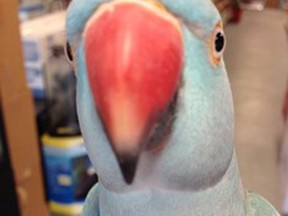 Sky, a male Indian ringneck parakeet, was taken from a Richmond, B.C., pet store on Aug. 10, 2014. The exotic bird is worth $700, police say. (Photo: RCMP Handout/QMI Agency)