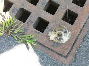 A police department in Massachusetts saved a woodchuck who found himself stuck in a drain last Friday. 
(Photo from Danvers Police Department Facebook page)