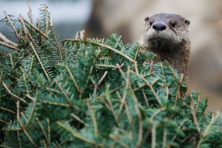 Officials kill otter after rare attack on humans Toronto Sun