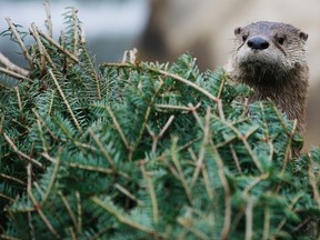 A  river otter looks for food stashed in a used Christmas tree at the Buttonwood Park Zoo in New Bedford, Massachusetts. REUTERS/Brian Snyder