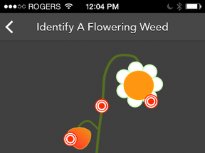 The new Alberta Weed Spotter offers smart-phone users the ability to identify invasive weeds and report them more accurately to authorities.