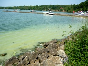 A suspected bloom of blue-green algae washed up on the east shore of Upper Rideau Lake on the weekend near the Narrows Lock on the Rideau Canal system north-east of Kingston. (Paul Schliesmann/The Whig-Standard)