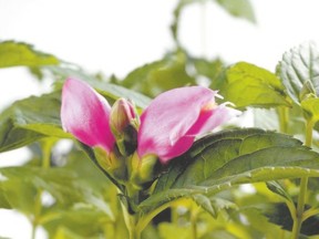 Chelone (Turtlehead)