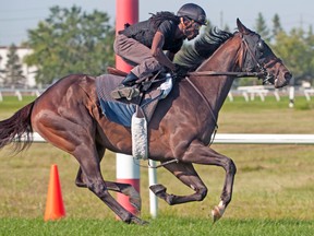 Smart Spree, seen here in his final tuneup before the Breeders’ Stakes, is one of three horses that will race in at least two legs of the Canadian triple crown. (MICHAEL BURNS PHOTO)