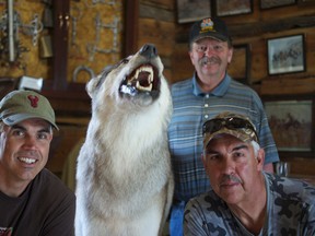 Gus' sons, Dan (left) and Frank, kneel beside the trophy wolf as KBPV curator Farley Wuth stands in the background. The wolf can now be seen by visitors of the museum in Pincher Creek. Greg Cowan photo/QMI Agency.
