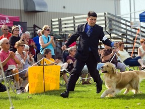 The Manitoba Canine Association's 2014 Dog Show takes place Aug. 14-17 at East St. Paul Community Centre. This photo is from a previous show. (PHOTO COURTESY OF DAVE McKNIGHT)