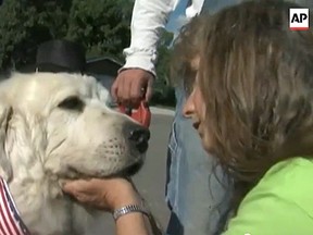 Duke, a seven-year-old Great Pyrenees, is now the top dog in Cormorant, Minn.
(Screenshot from YouTube)