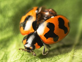 Photo by JJ Harrison
There are many types of ladybugs in the Peace Country.