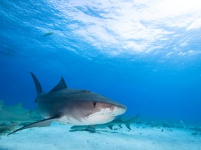 Tiger shark
(Fotolia)