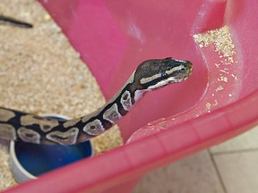 One of 40 ball pythons discovered by Brantford Police in a Colborne Street motel room late Thursday, August 15, 2013 slithers in one of four plastic bins in which the snakes were found.  The pythons were seized by the Brant County SPCA after they were found to be dehydrated.  The snakes, banned in Brantford under a municipal bylaw, are being distributed to a number of reptile facilities.
BRIAN THOMPSON/BRANTFORD EXPOSITOR/QMI Agency