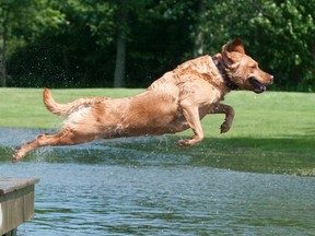 A dog jumps into the water at the Plunkett Estate in London. (Free Press file photo)