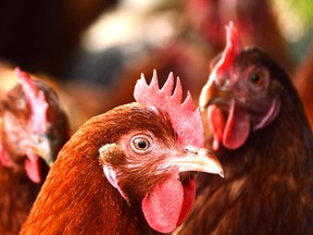 Chickens on traditional free range poultry farm. monticellllo - Fotolia