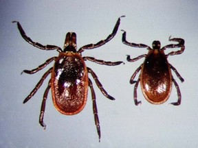 The prevalence of blacklegged ticks, also known as deer ticks, are a risk for spreading Lyme disease. File photo