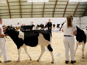 4H members show off the dairy cattle at the Stirling Fair, Aug. 16, 2014. 
Emily Mountney-Lessard/The Intelligencer/QMI Agency