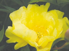A Smith Family Yellow Intersectional peony (Parkland Perennials)