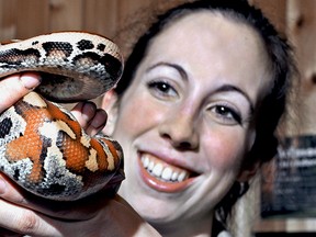 Kristen Bowman, with Little Ray’s Reptile Zoo, holds a Malaysian Blood Python at the Butterfly Conservatory in Niagara Falls. Swamp Creatures is a new exhibit that features hands-on learning, and educational interpretation with creatures from the world's swamps and wetlands.The exhibit runs until May 11, 2014. MIKE DIBATTISTA/NIAGARA FALLS REVIEW/QMI AGENCY