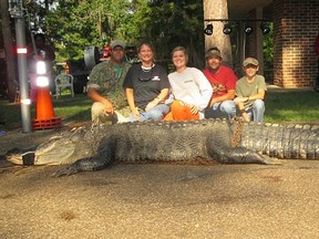 Amanda Stokes and her party (John Stokes, Savanah, Kevin and Parker Jenkins) from Thomaston, Ala. hauled in this 15-foot, 1011.5 pound alligator.
(Photo courtesy of the Alabama Department of Conservation and Natural Resources)