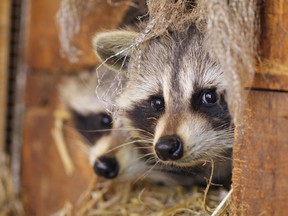 Raccoons (Postmedia Network files)