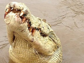 Croc named Michael Jackson eats man. (FACEBOOK IMAGE)