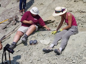 Dinosaur egg excavation from Devil's Coulee in southwest Alberta. Photos courtesy Devil's Coulee Dinosaur and Heritage Museum/Calgary Sun/QMI Agency