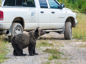 On Tuesday, August 19, 2014, Littlefoot was taken for a truck ride near Fernie, B.C., not far from where he was found this spring. (Photo courtesy JOhn Marriott/IFAW)