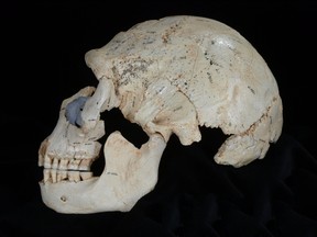 An undated picture shows Skull 15 from the Sima de los Huesos site in Sierra de Atapuerca, Spain.  Scientists on Thursday described a remarkable collection of 17 fossil skulls unearthed in a cave dating from about 430,000 years ago.

REUTERS/Copyright Javier Trueba/Madrid Scientific Films/Handout via Reuters
